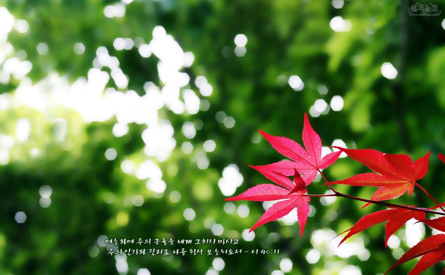 ������ͼƬ