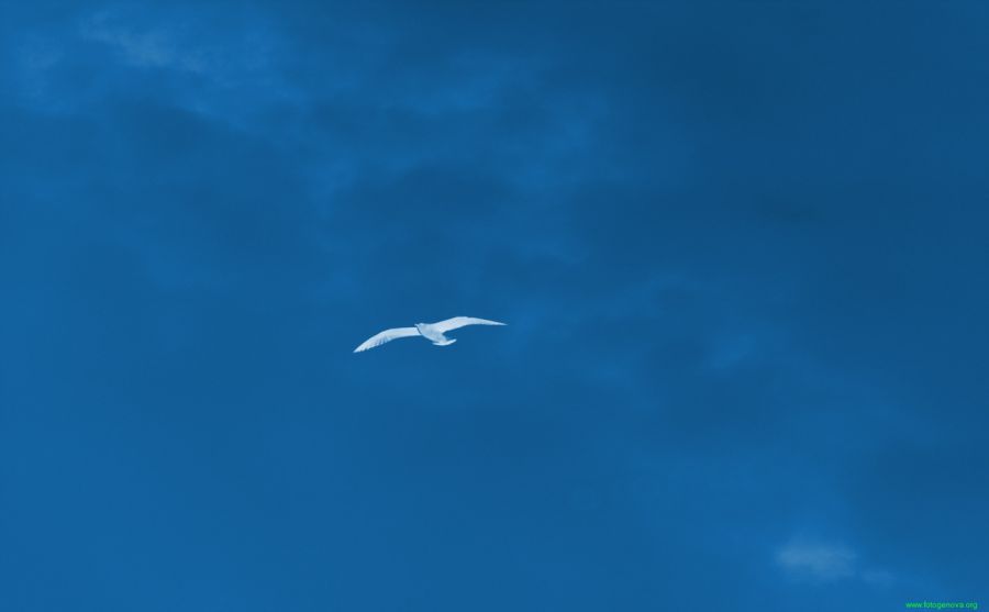 ��������ͼƬ