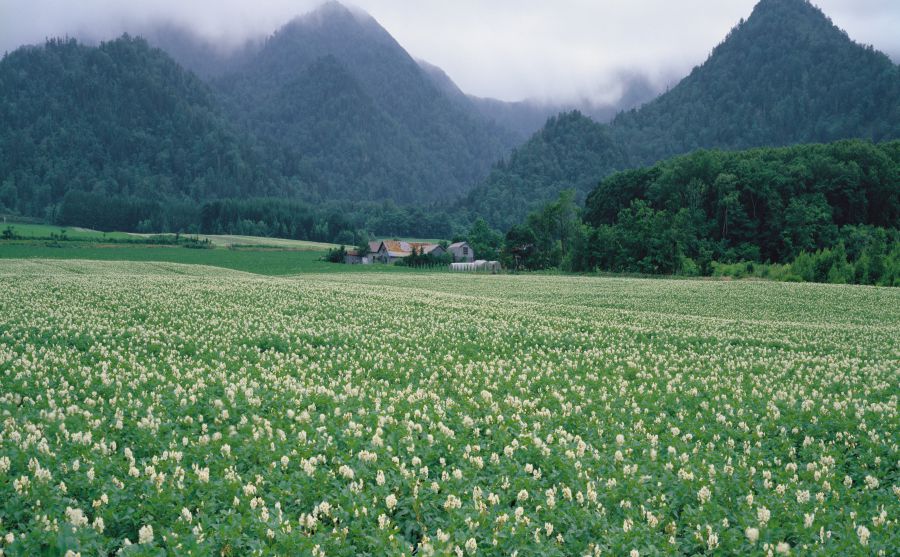 ��������ɳ��ͼƬ