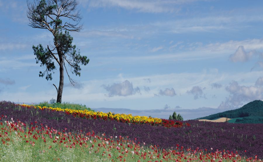 Ѫ������ͼƬ