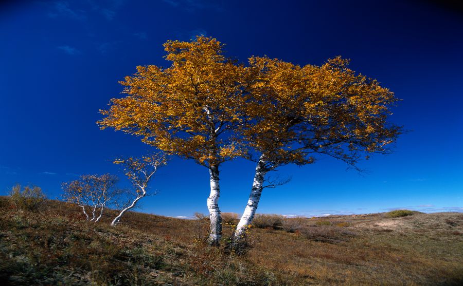 ��������ͼƬ