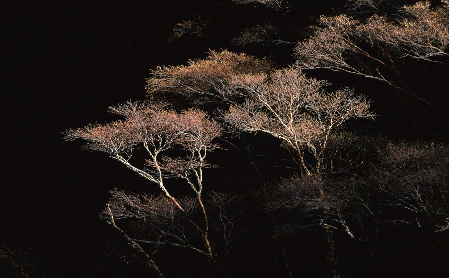 �㶫������̳ͼƬ