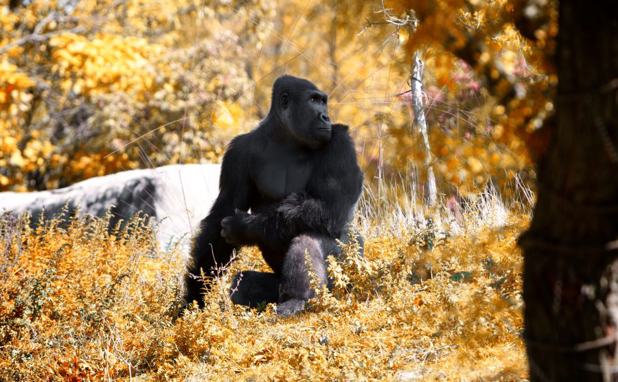 ��Դ��Ϣ��ͼƬ