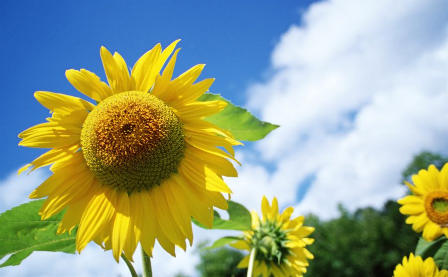 �˱�������ͼƬ